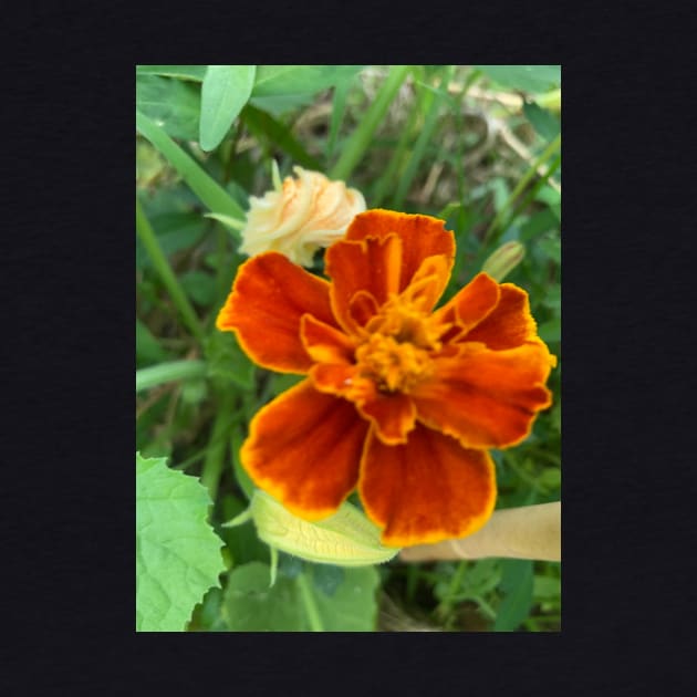 Rusty Orange Marigold by Amanda1775